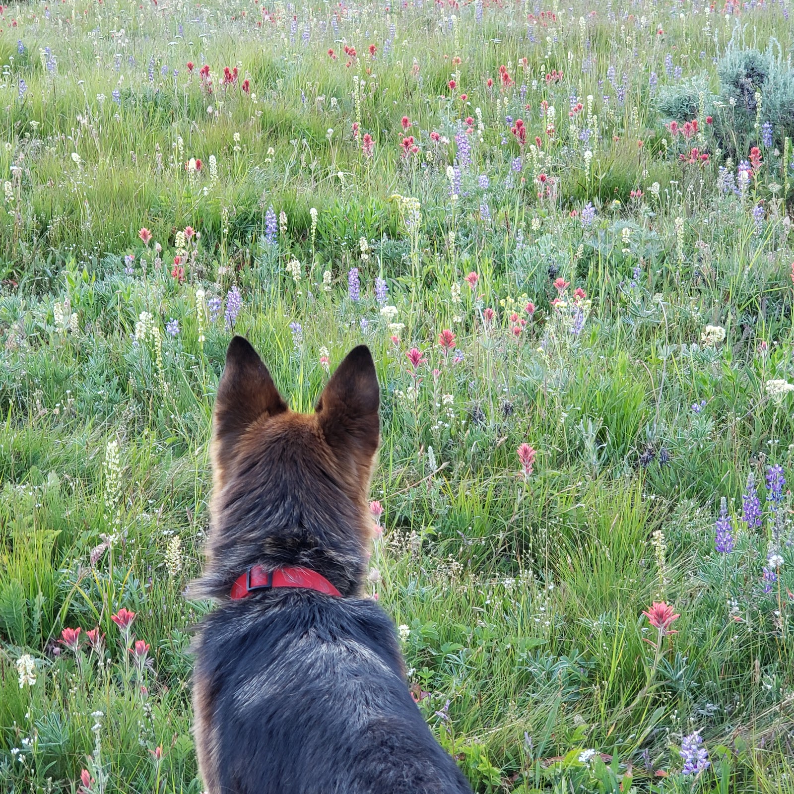 Salmon Meadows Campground