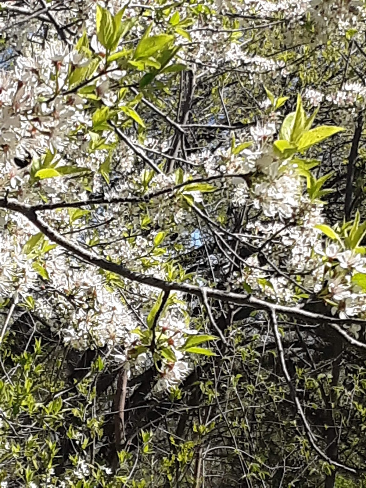 Buena Vista County Park