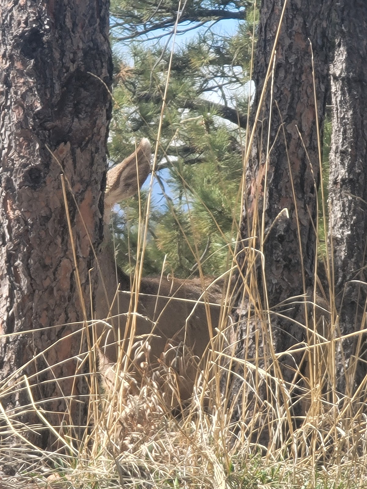 Eagle Campground at Carter Lake
