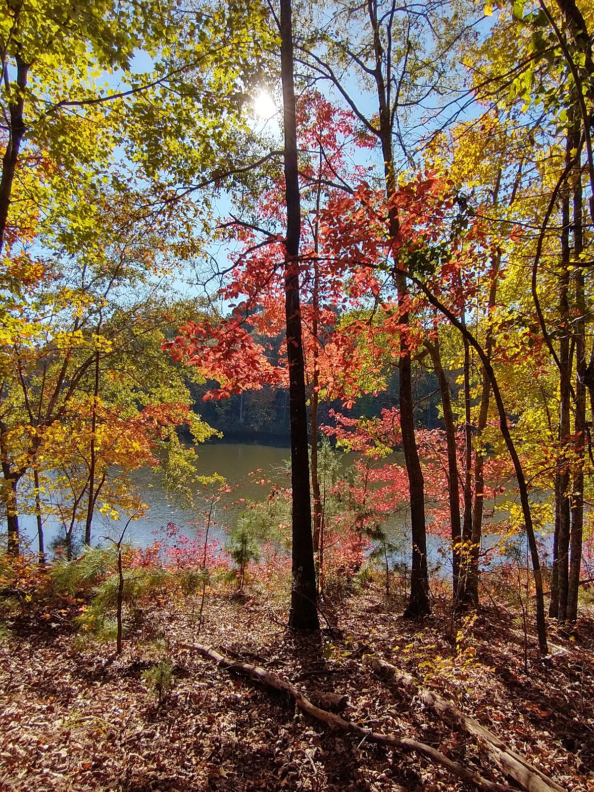 Richard B Russell State Park