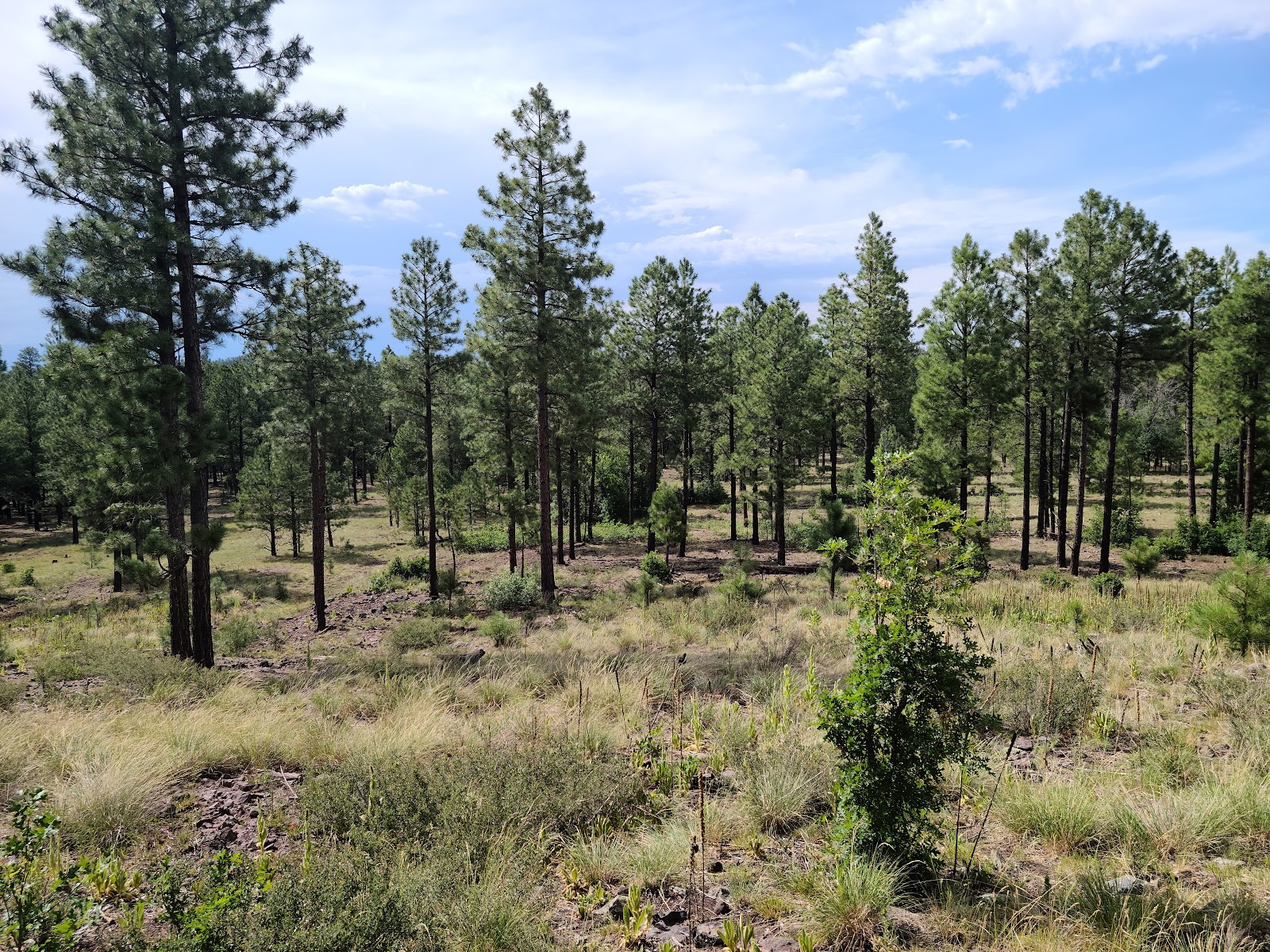 Brown Creek Campground