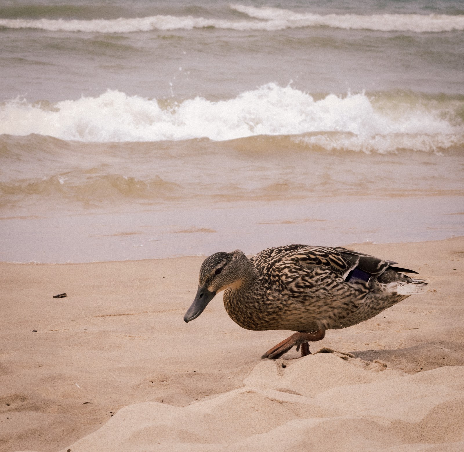 Covert Park Beach and Campground