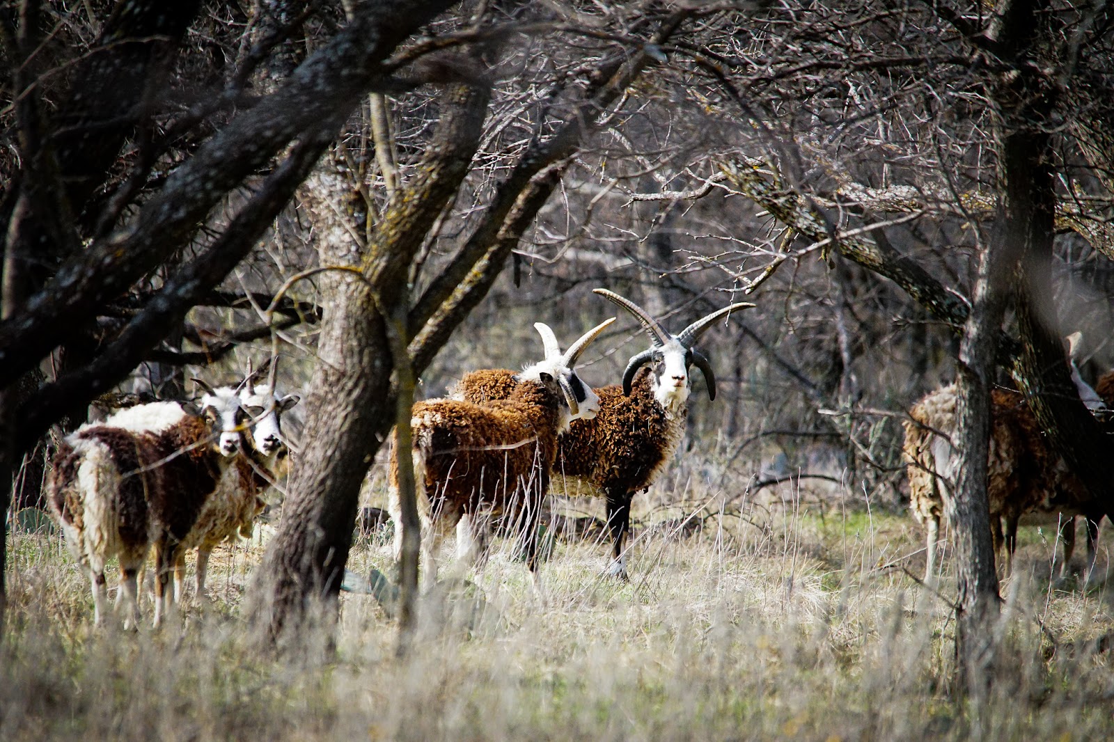 Hidden Lake RV Ranch & Safari