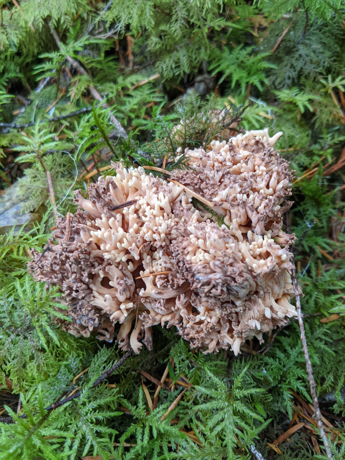 Alder Flat Campground