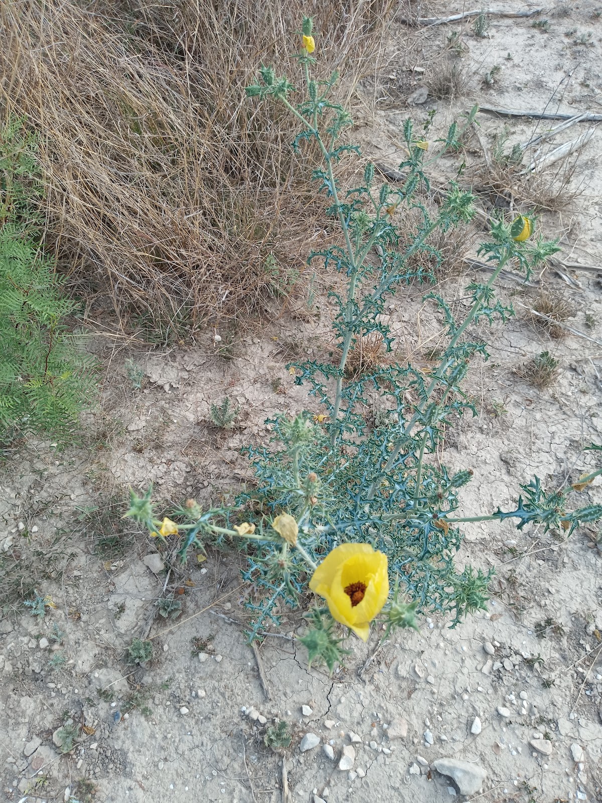 277 North Campground - Amistad National Rec Area