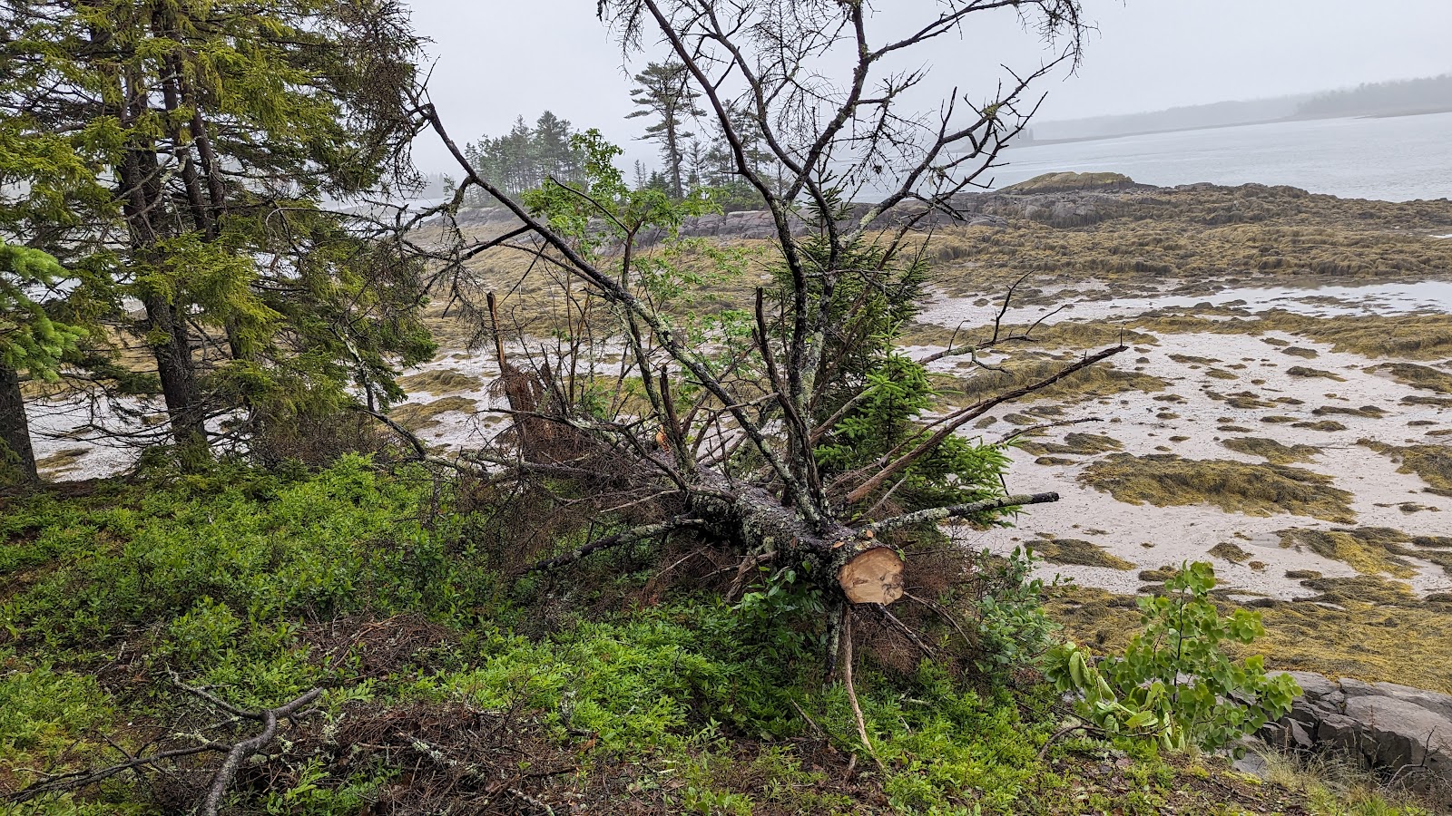 Cobscook Bay State Park Campground
