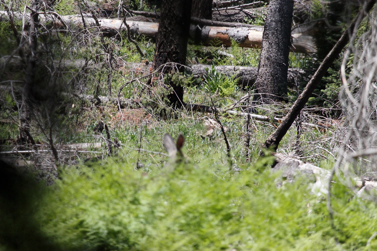 KP Cienega Campground