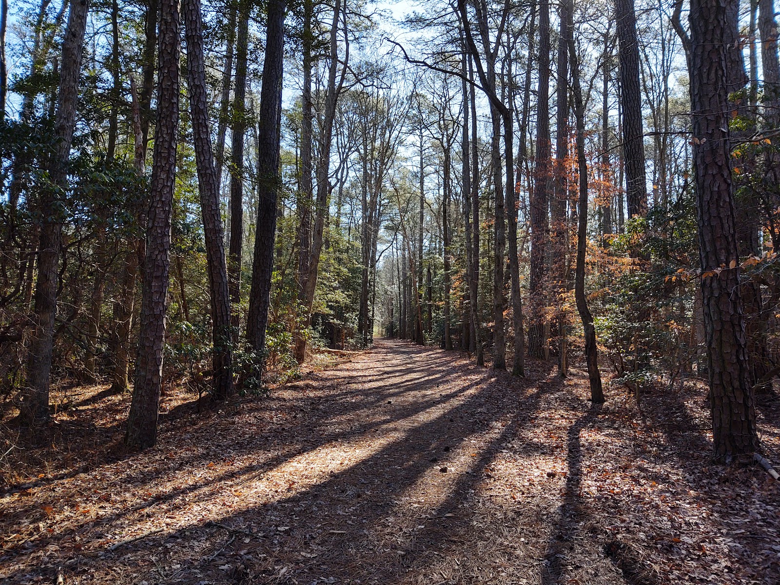 Shad Landing - Pocomoke River State Park