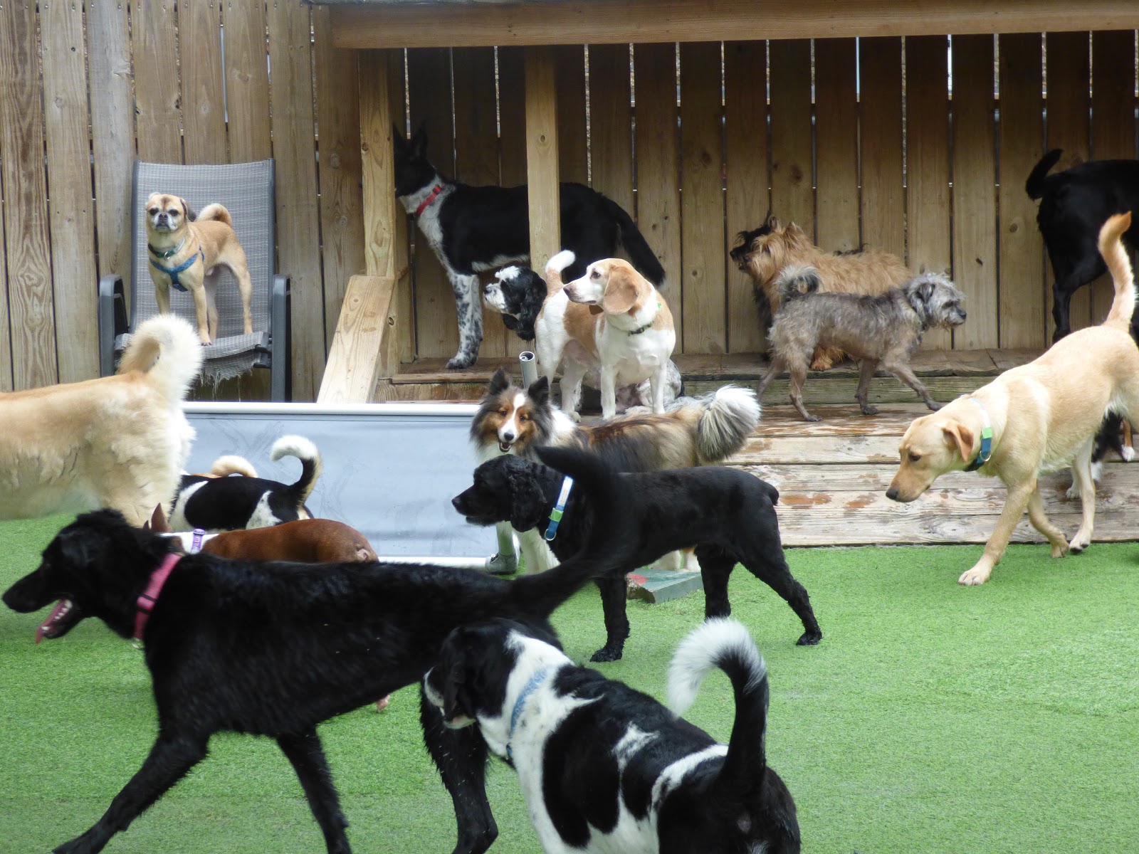 Cahaba Beach Dog Park