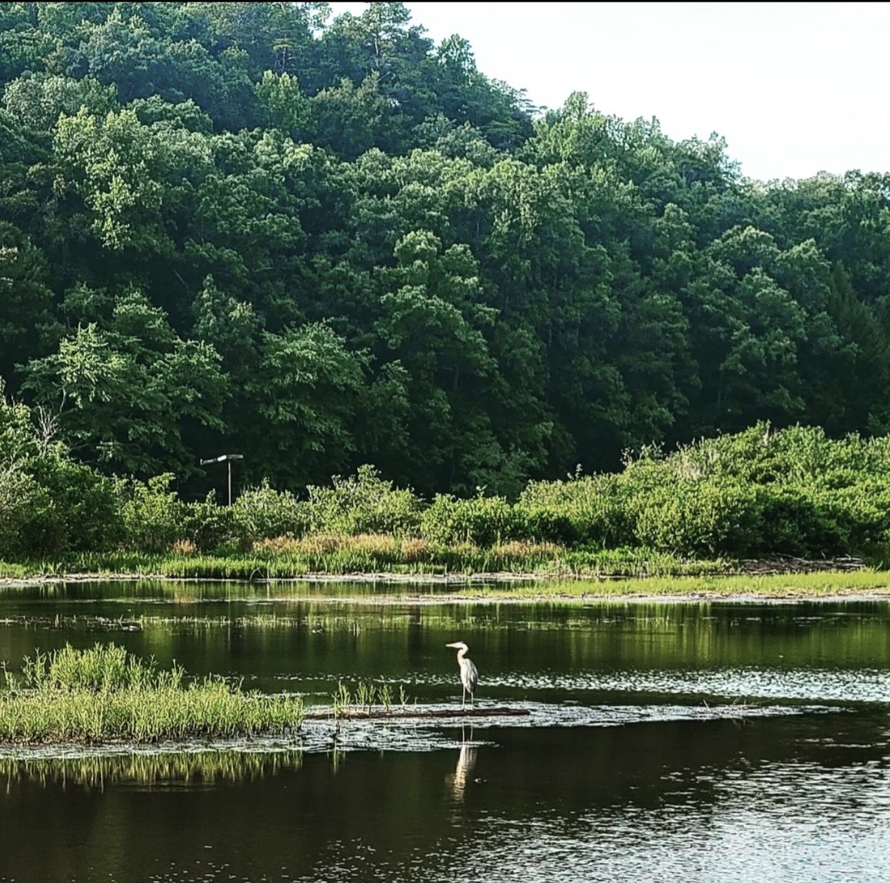 Brushy Lake NF Campground