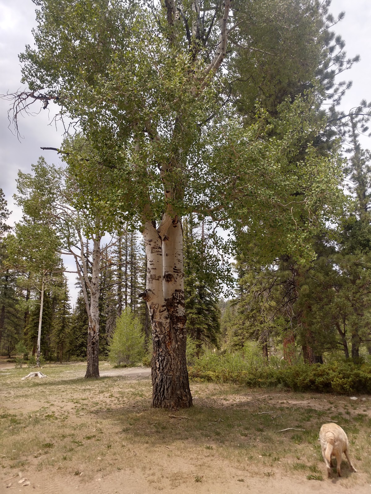 Pine Lake Campground