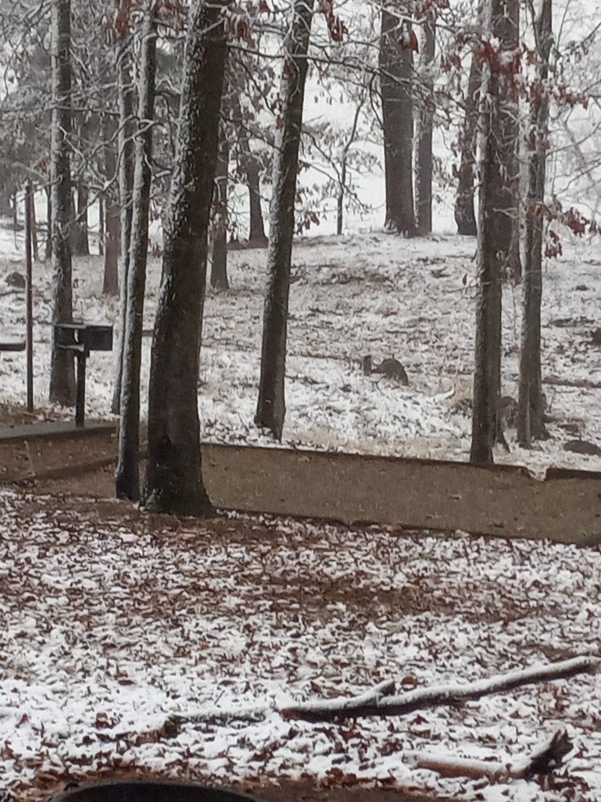 Alpine Ridge  De Gray Lake Camping