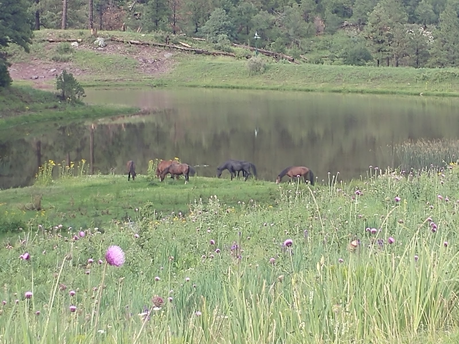 Eagle Nest Campground