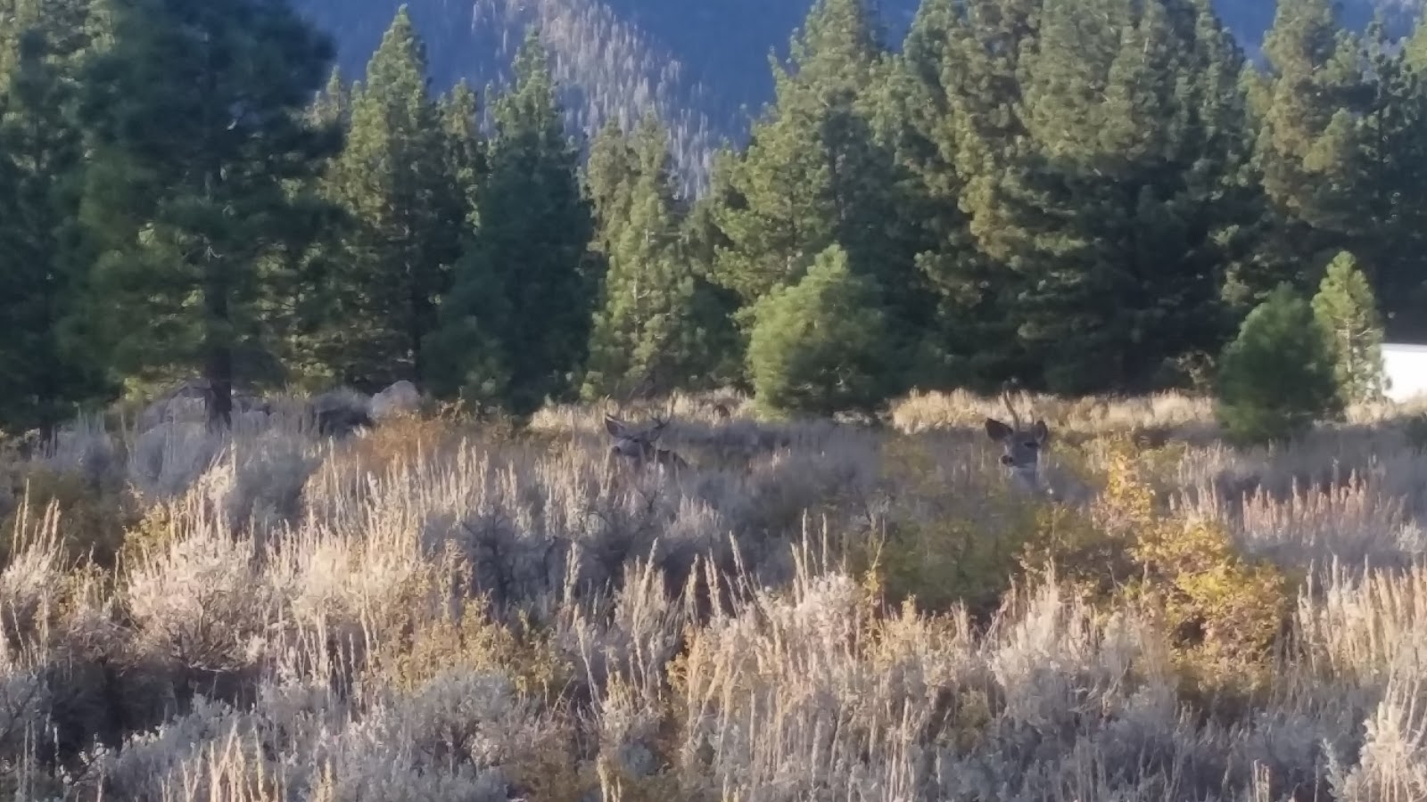 Pine Glen Campground