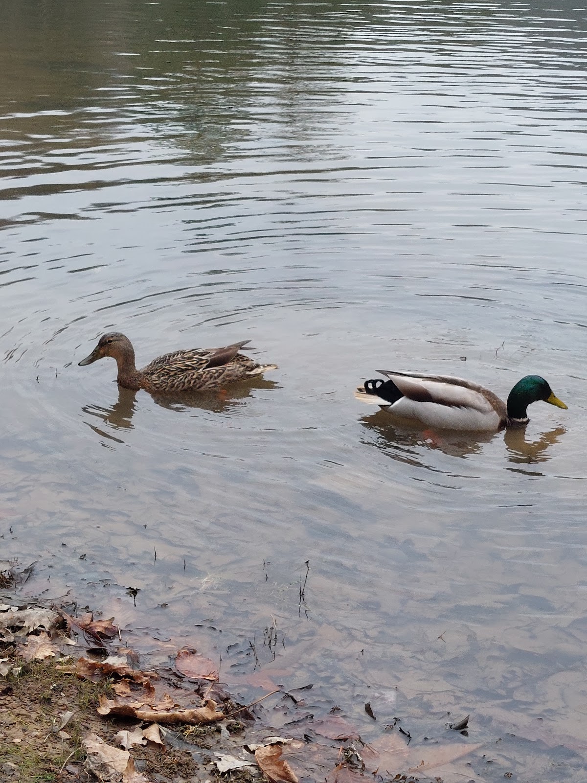 Berwind Lake Wildlife Management A