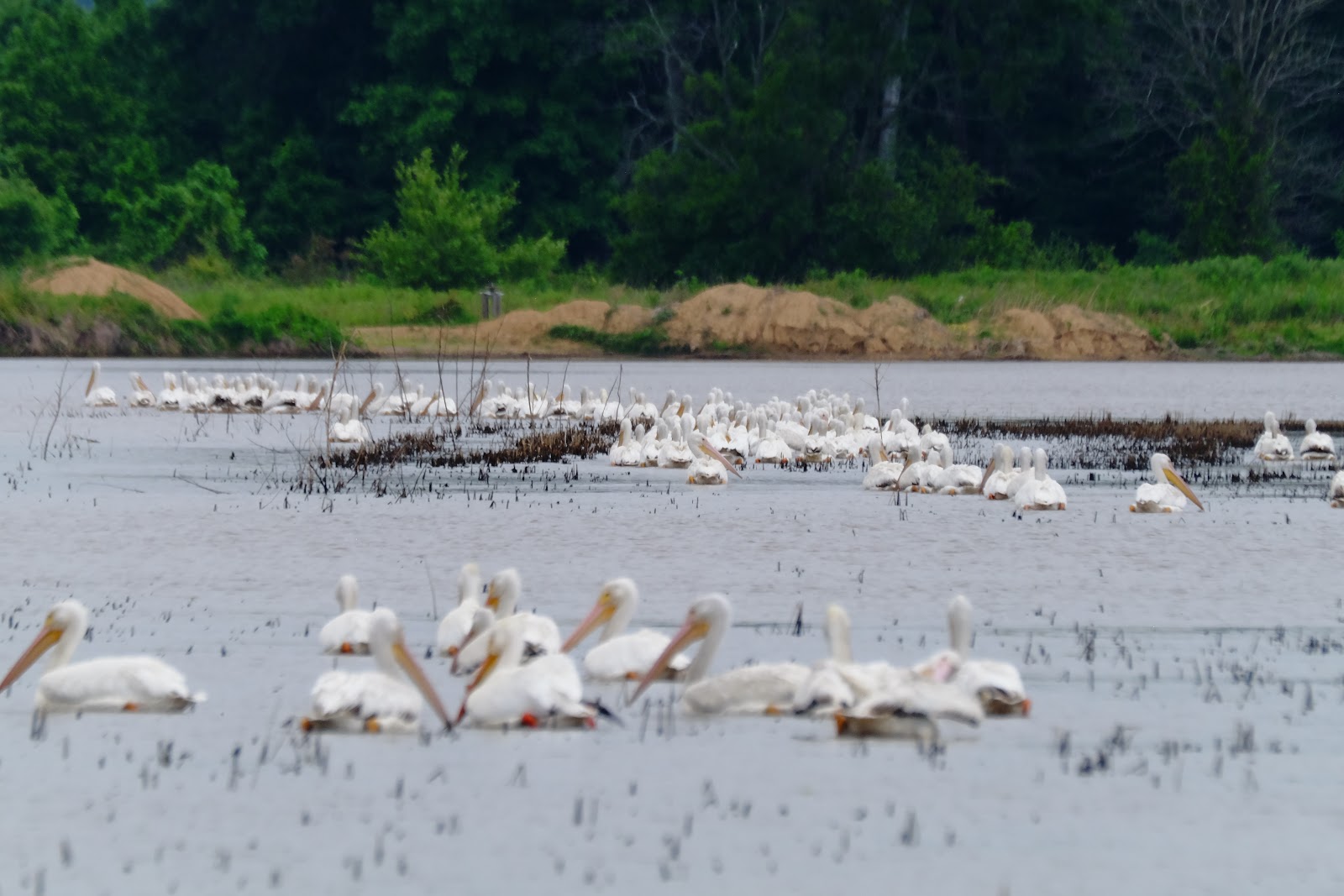 Bald Knob National Wildlife Refuge
