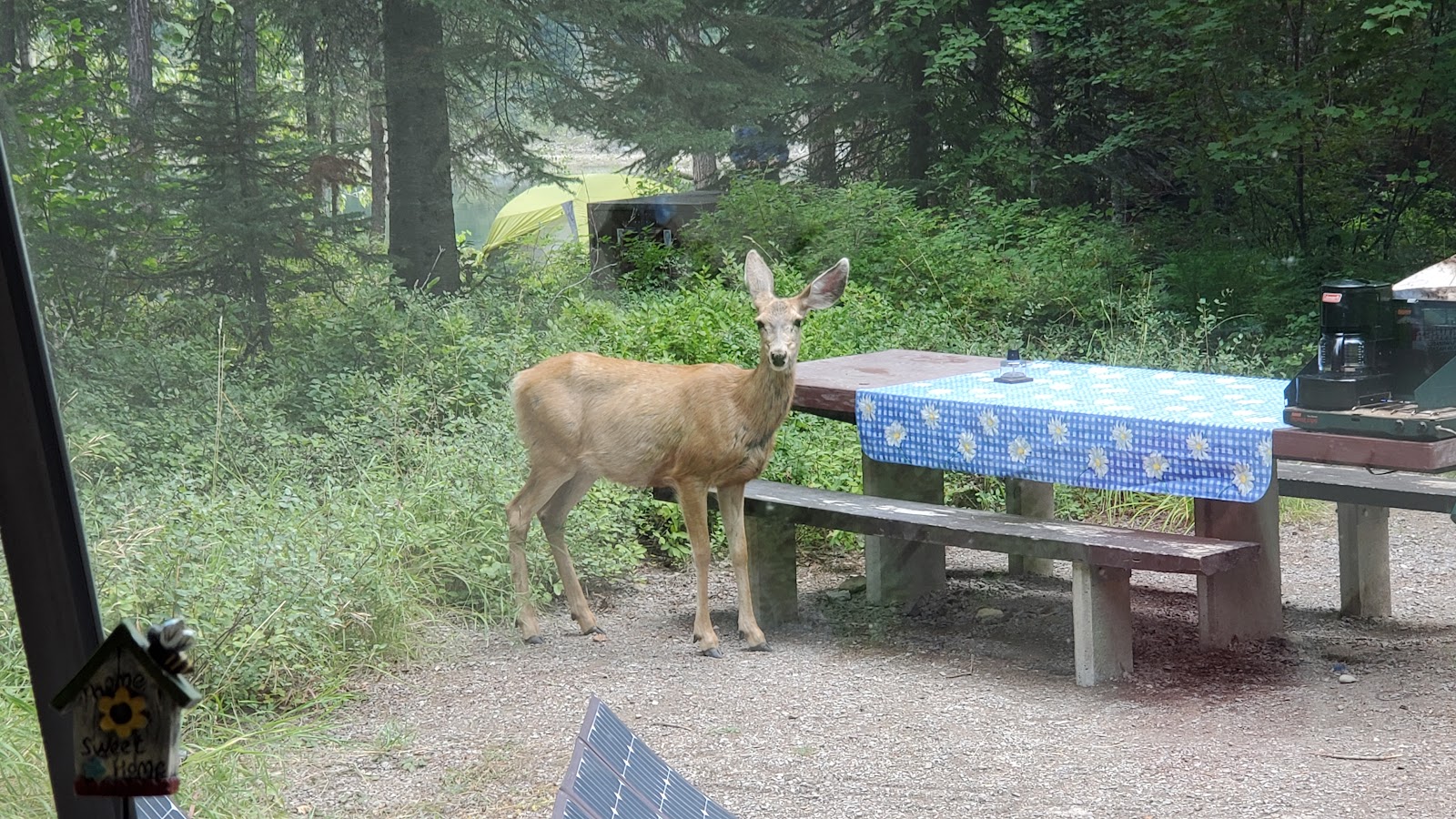 Lost Johnny Camp Campground