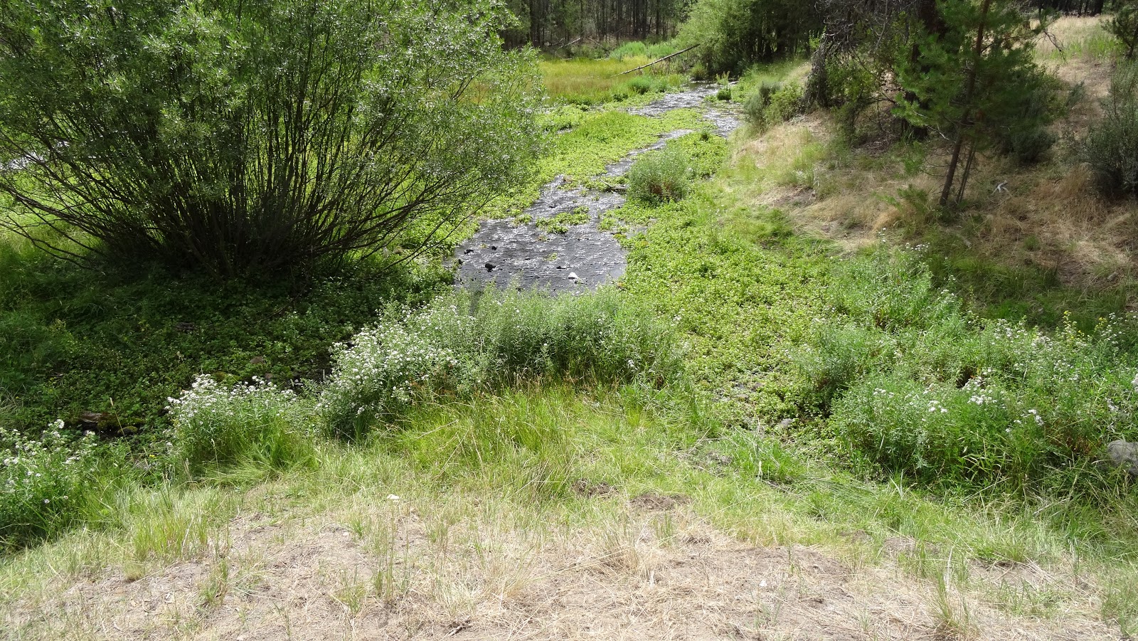 Head Of The River Forest Camp