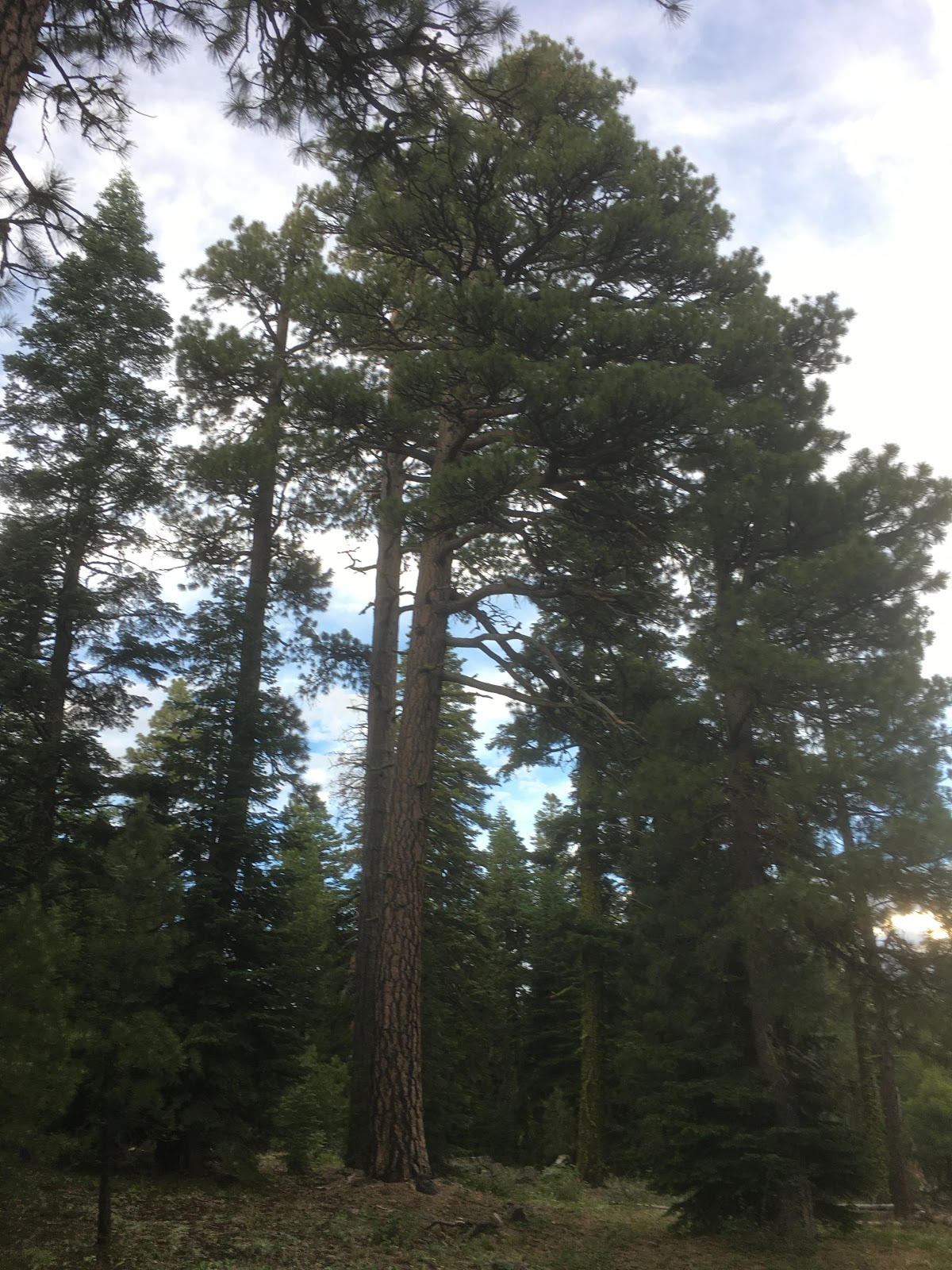 Stan H Spring Campground