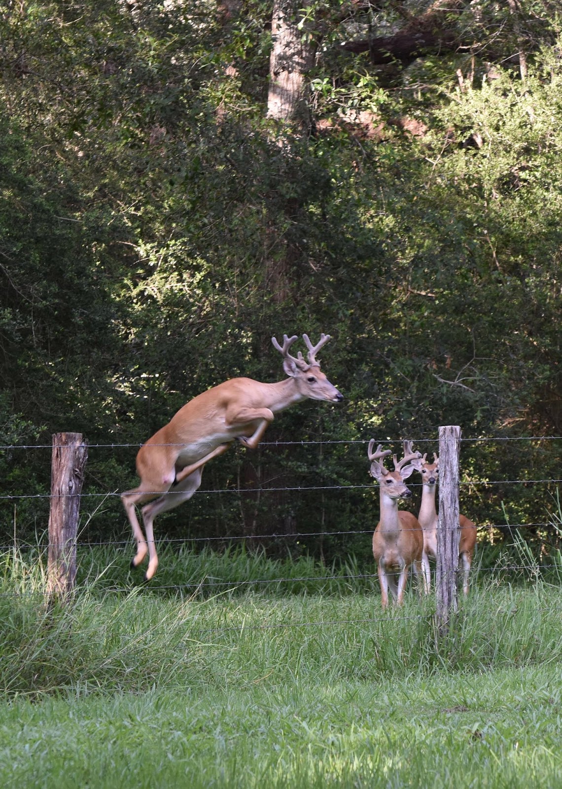 Shady Oaks RV Resort