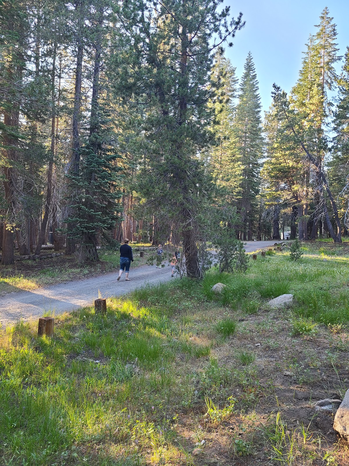 (Lake Alpine) Lodgepole Campground