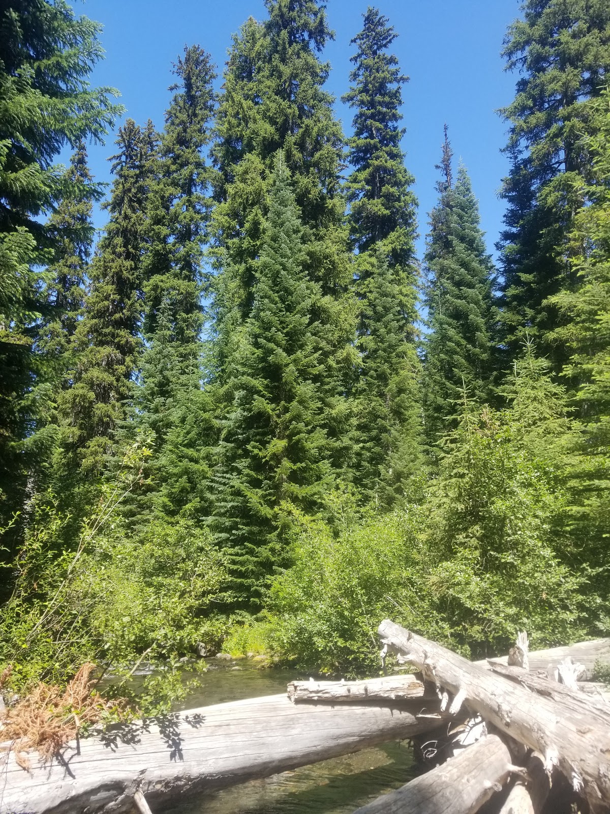 Trapper Creek Campground