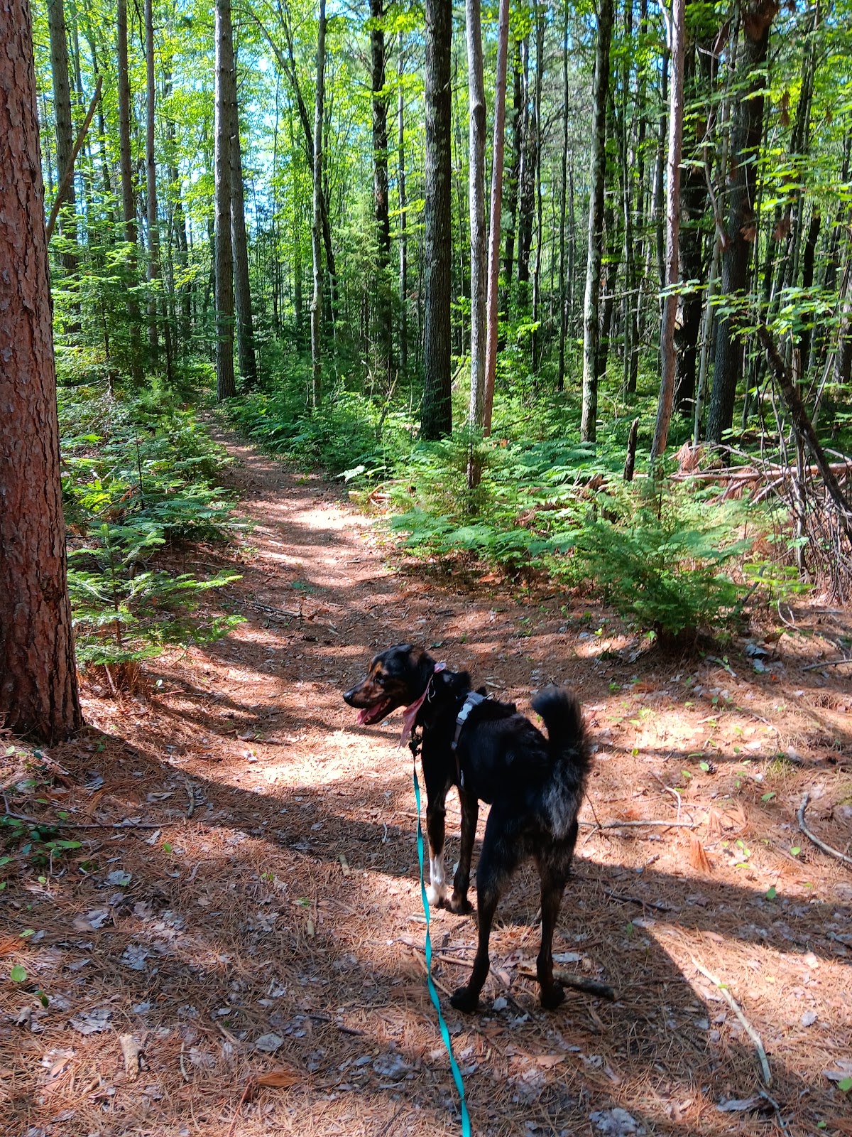 Cedar River North Equestrian SF Campground