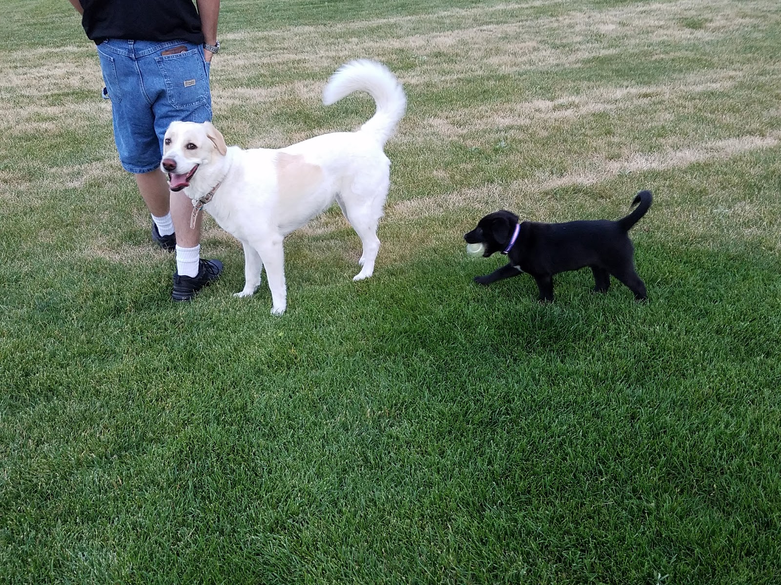 Greenway Trailer Park