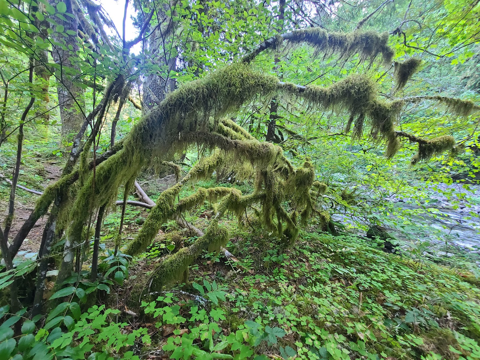 Green Canyon Campground