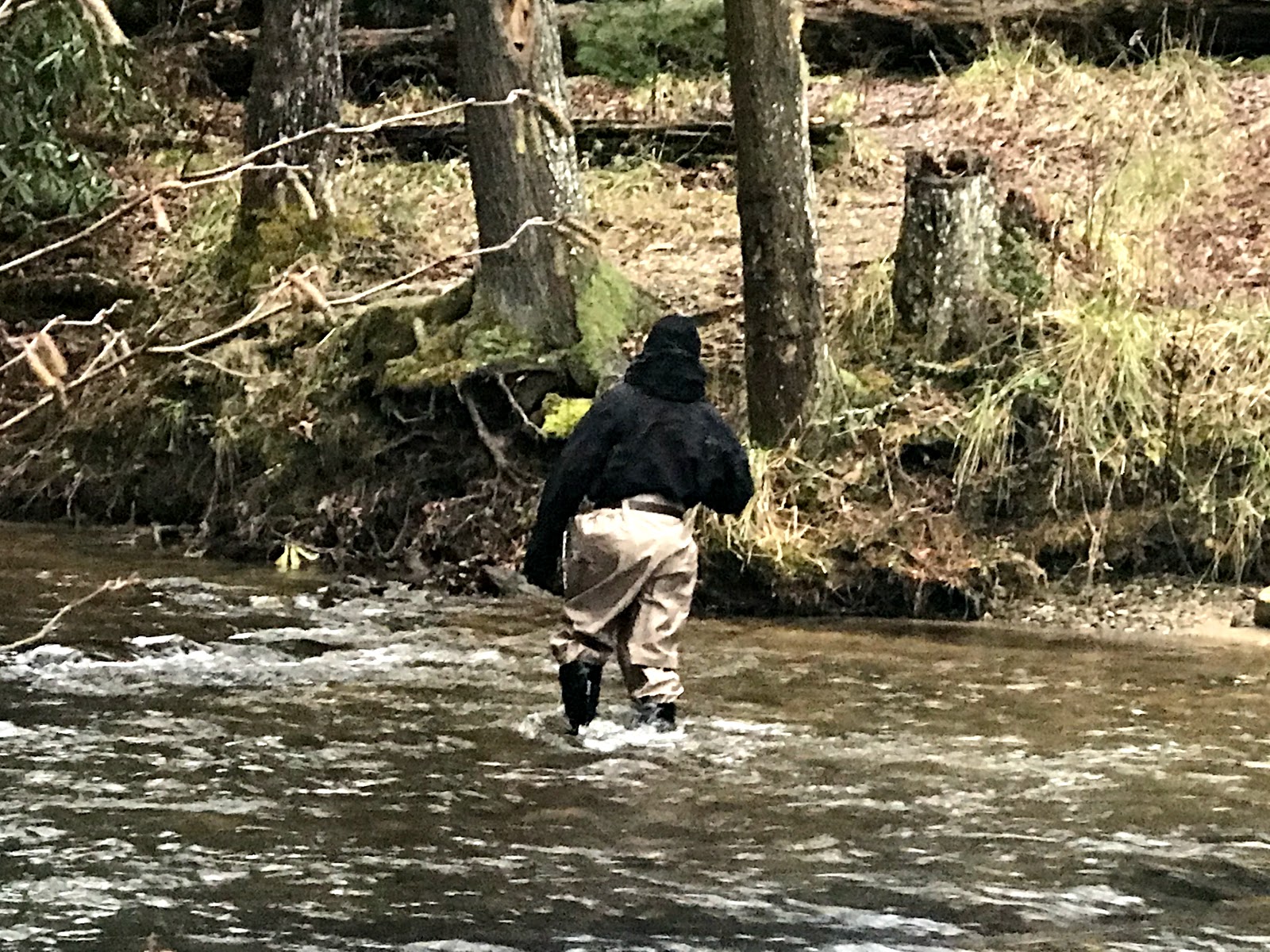 Cooper Creek NF Campground
