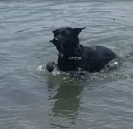 Tygart Lake State Park