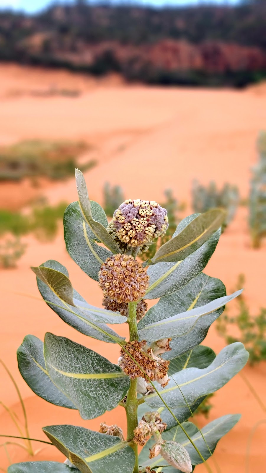 Ponderosa Grove Campground