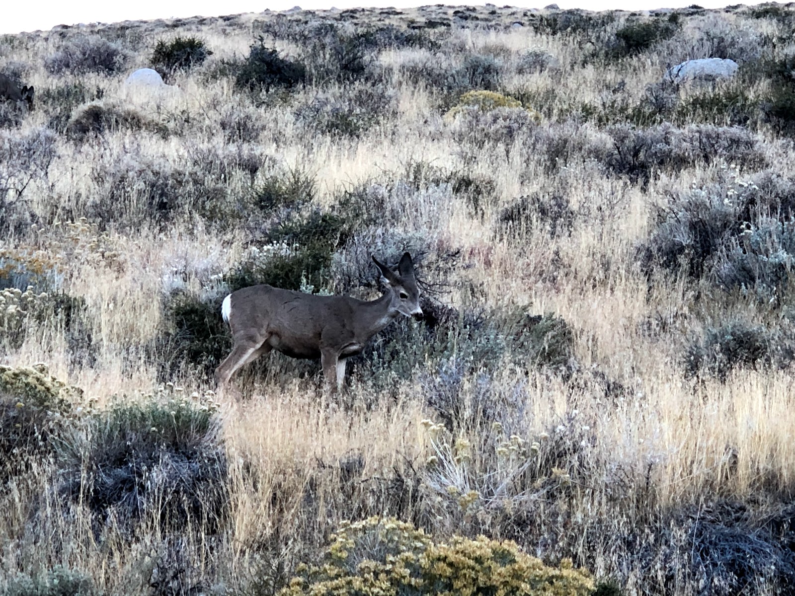 Grant Lake Marina Campground