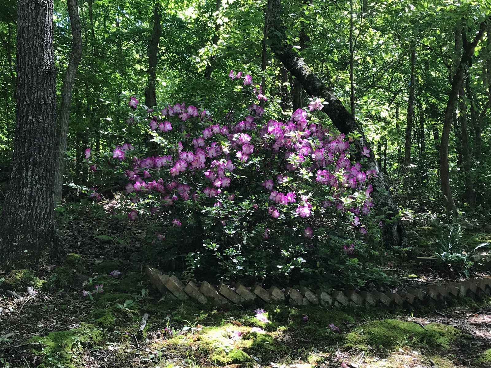 Boo & Bitty’s Campground