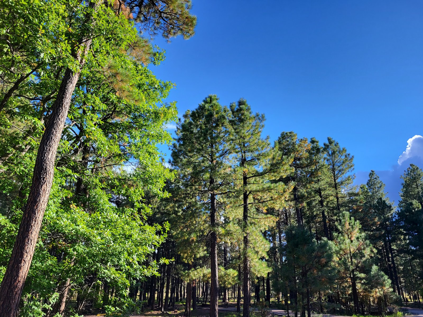 Sinkhole Campground (Forest Service)