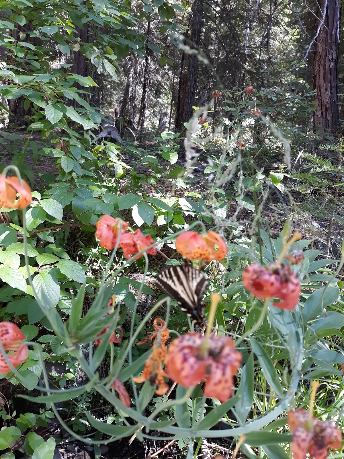 Upper Rush Creek Campground