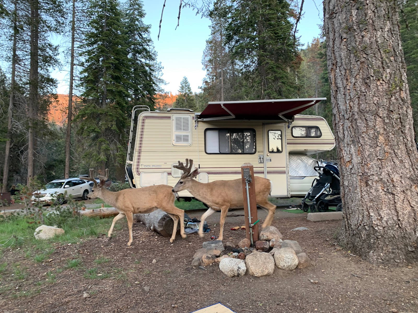 Lodgepole Campground - Sequoia National Park