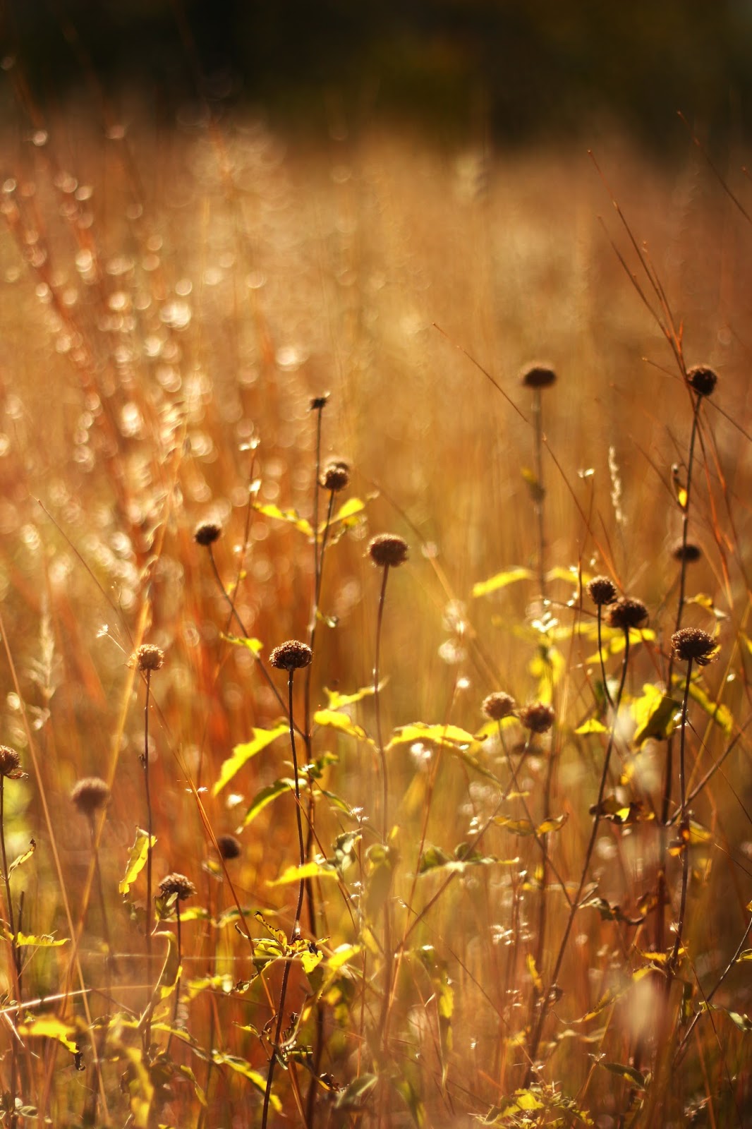 Lower - Lake Carlos State Park