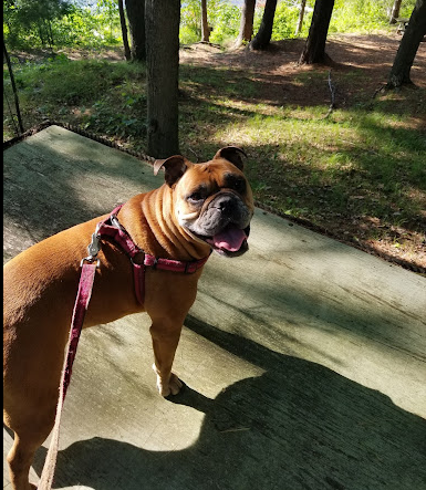 Bluegill Lake Family Resort