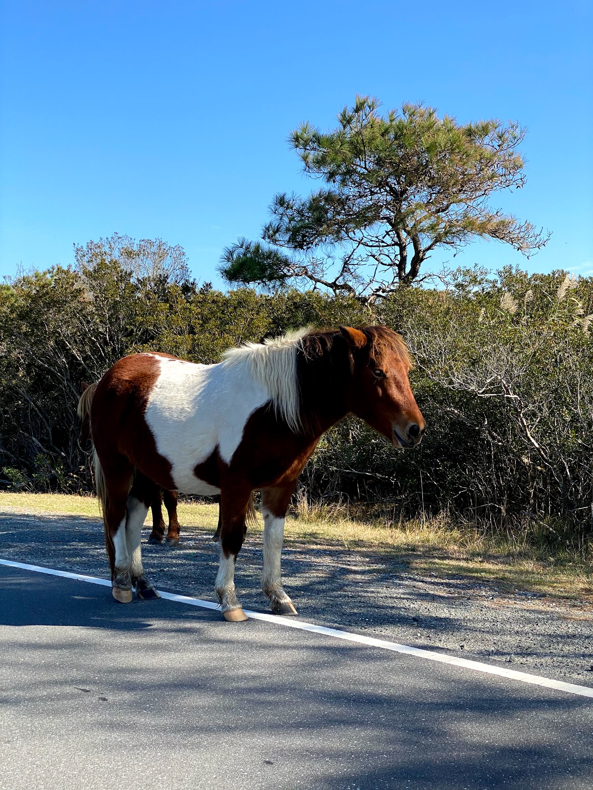Oceanside - Assateague Island National Seashore