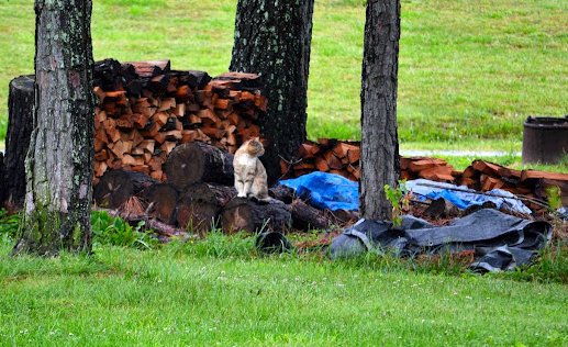 Plum Nelly Campground