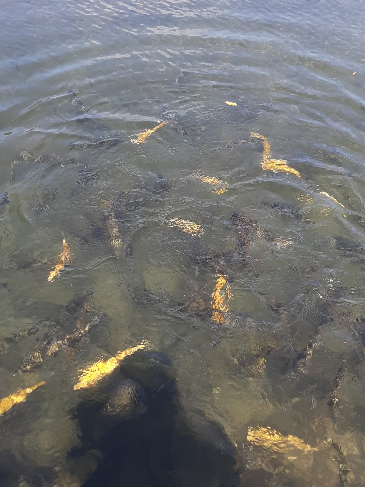 Mill Race Golf and Camping Resort