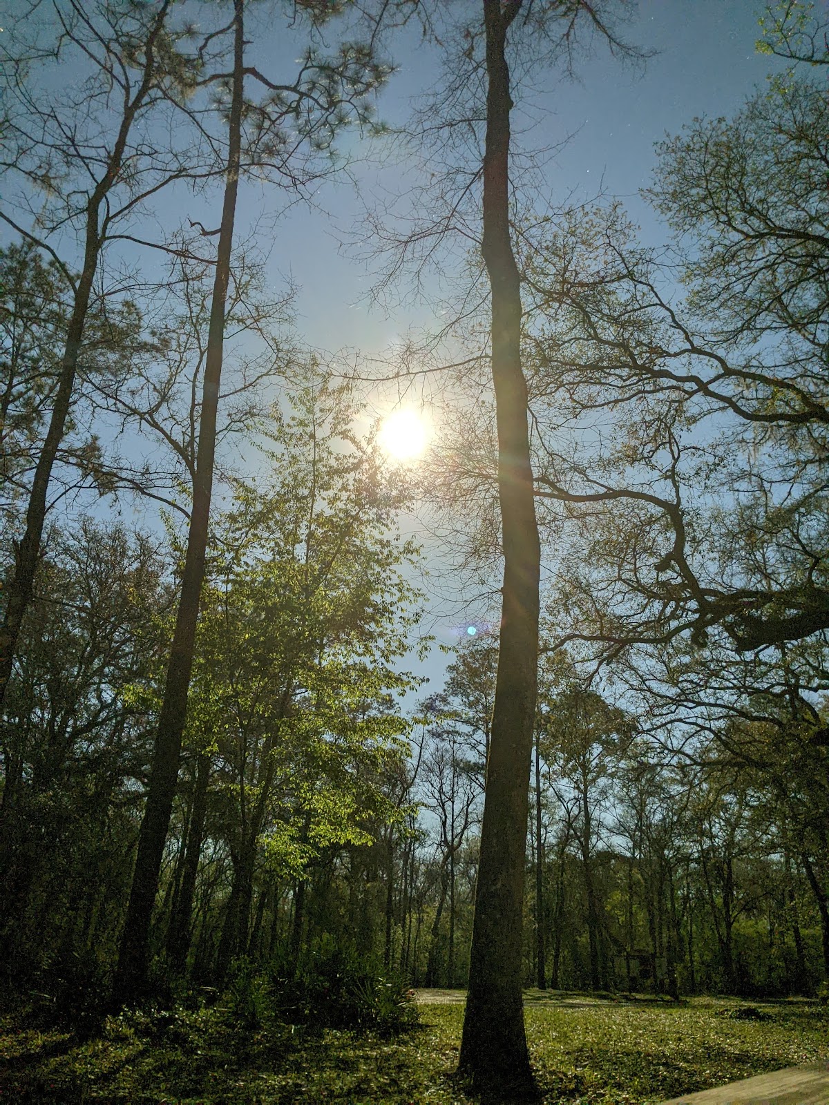 Whitehead Landing NF Campground