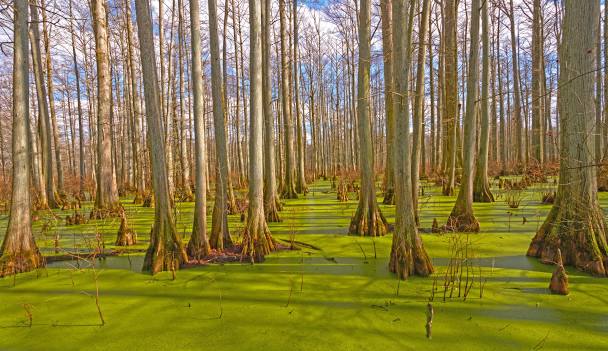 Cache River National Wildlife Refuge