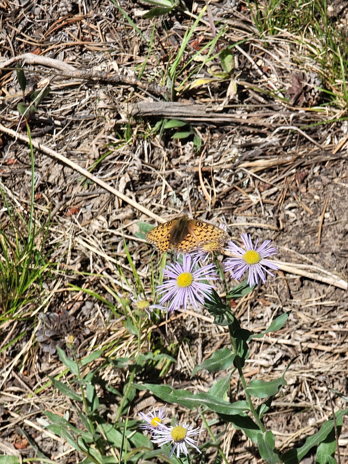 Boulder Park Campground
