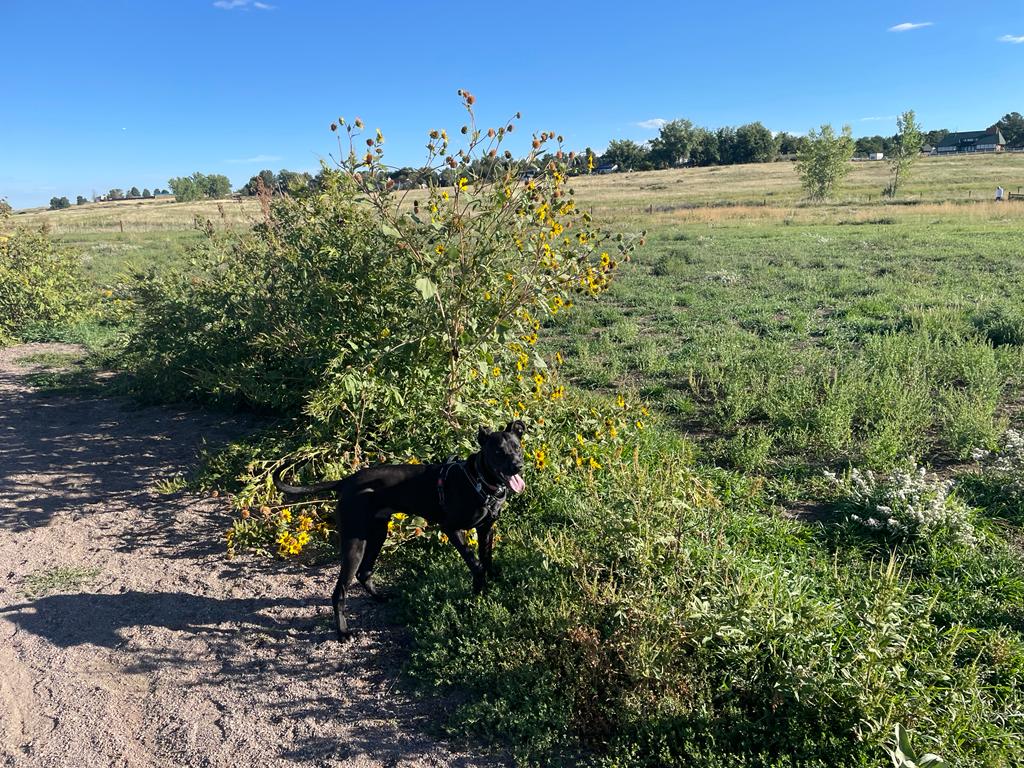 Cherry Creek State Park- Off Leash Dog Area