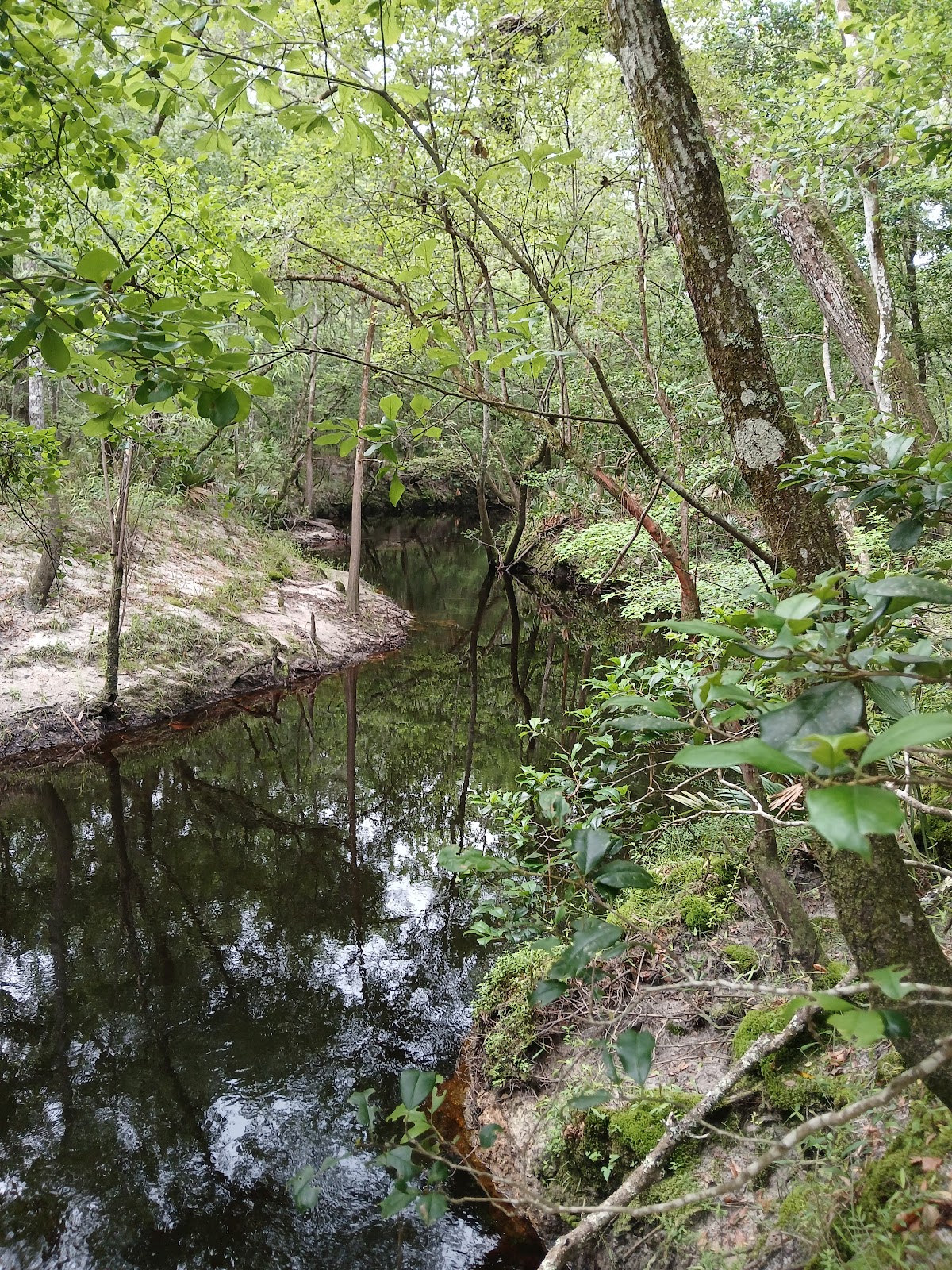 Jennings State Forest - Hammock Campground