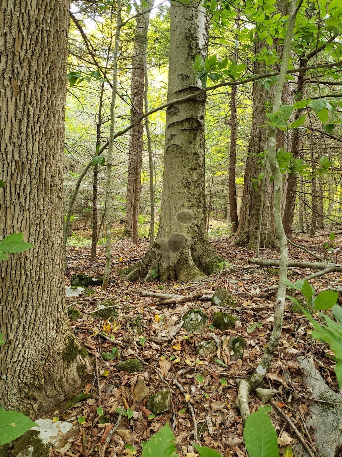 Peaceful Acres Campground