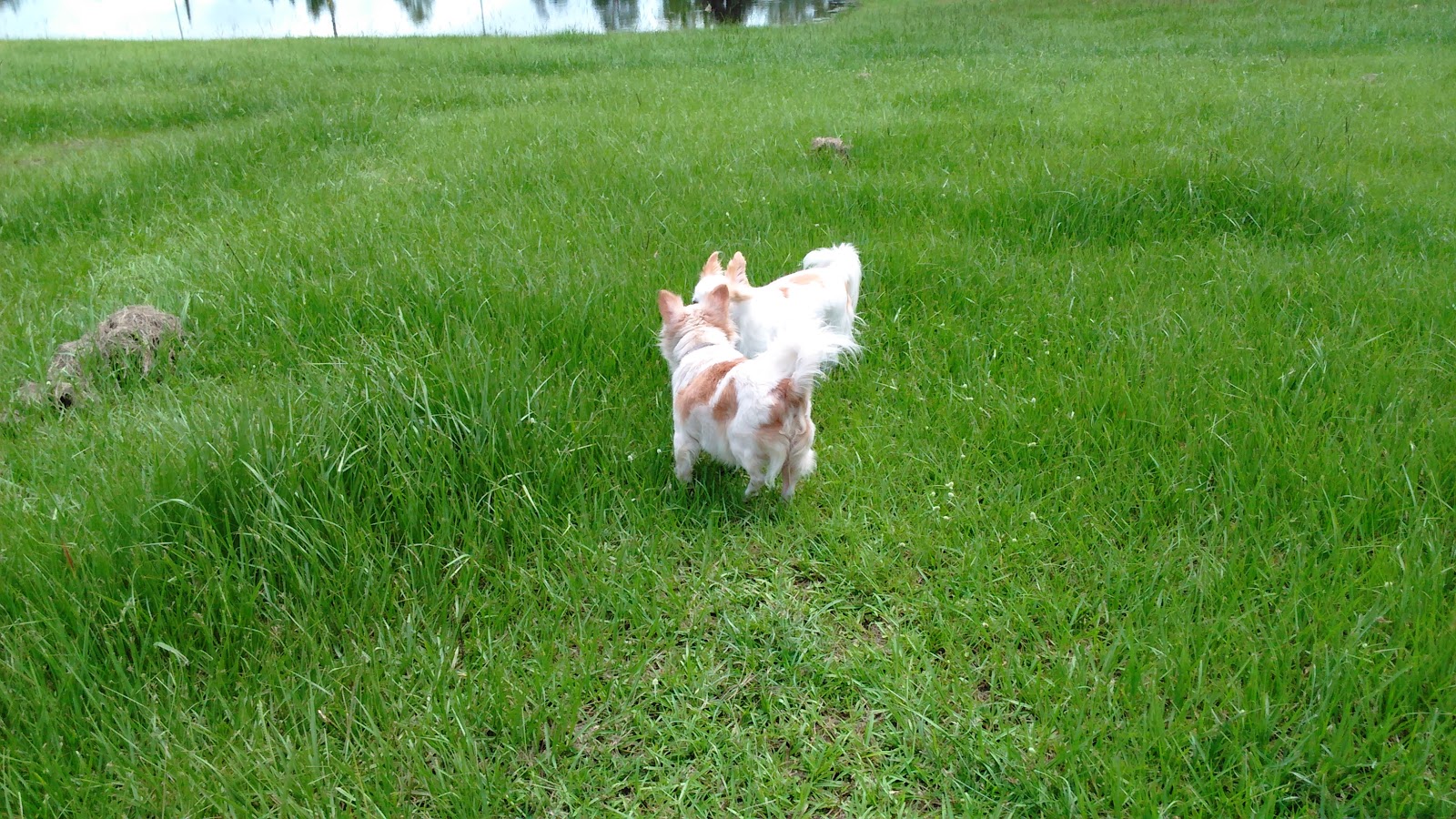 Diamond Lake RV Park