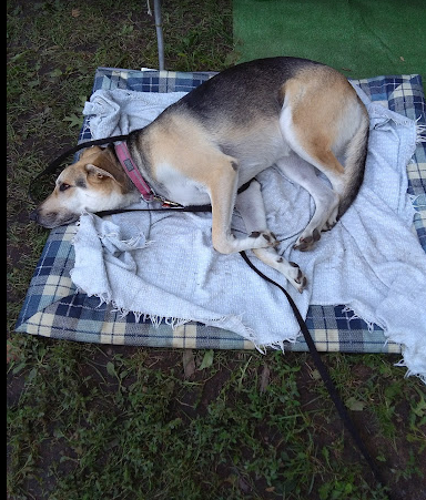 Claybanks Township Park Camping